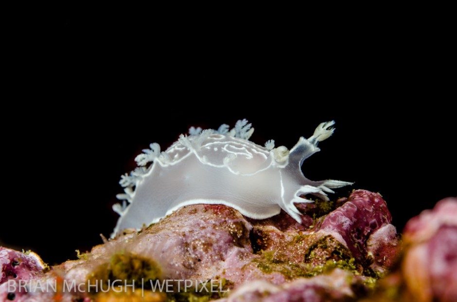 Diamondback tritonia (*Tritonia festiva*) at Santa Barbara Island, California