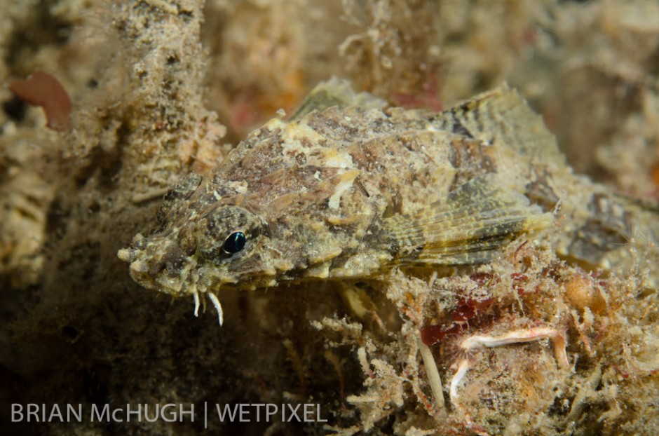 Southern Spearnose Poacher (*Agonopsis sterletus*)  at La Jolla Shores, California