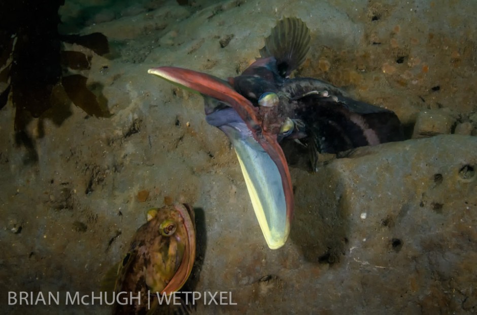 Sarcastic Fringehead (*Neoclinus blanchardi*) posturing