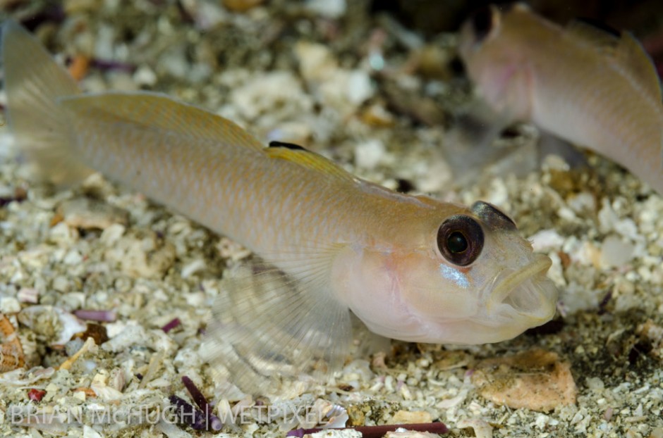 Blackeye goby (*Rhinogobiops nicholsii*), Anacapa Island, California