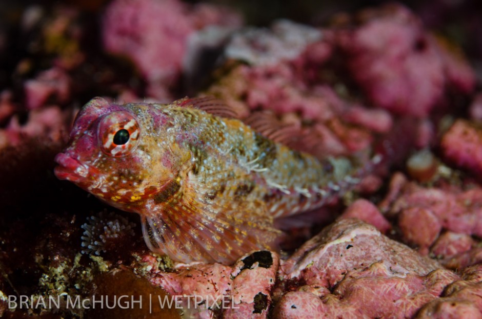 Sculpin (*Scorpaena guttata*) at Santa Barbara Island, California