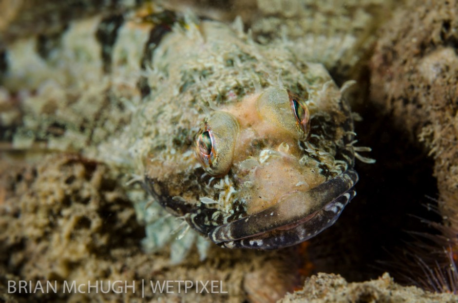 Sculpin (*Scorpaena guttata*) at La Jolla Shores, California