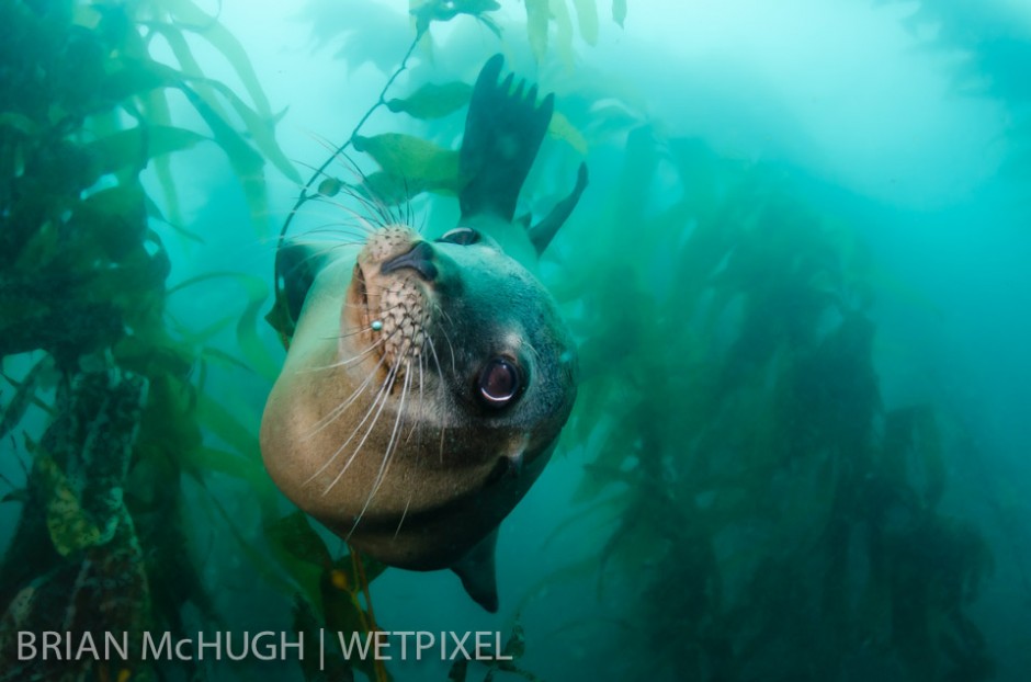 Sea lion (*Zalophus californianus*) at Santa Barbara Island, California