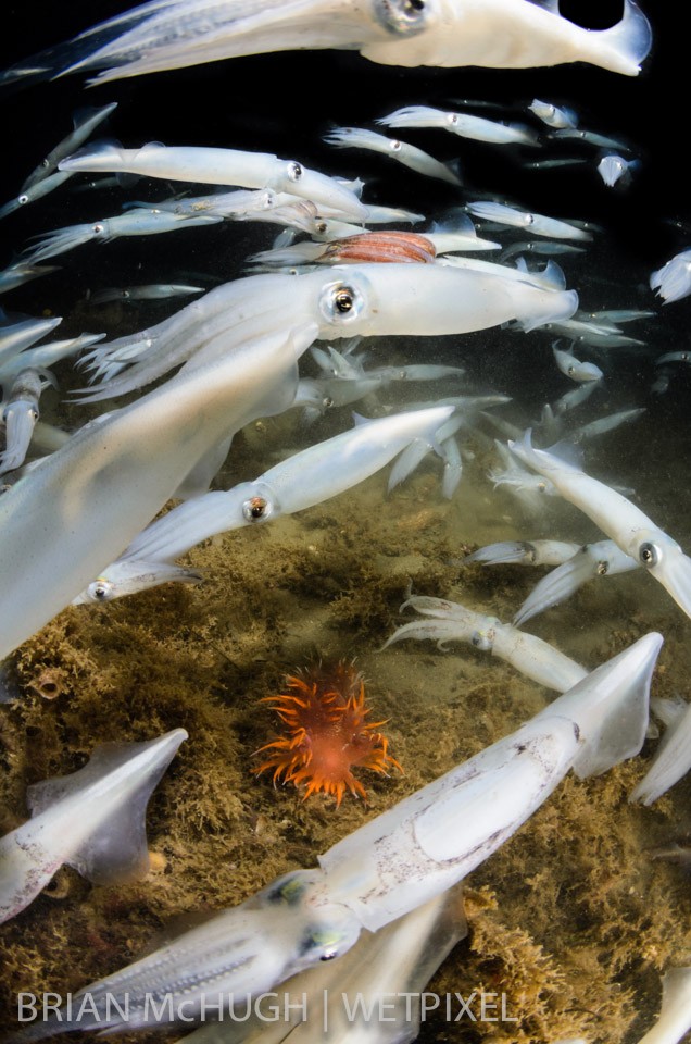 Market squid (*Doryteuthis opalescens*) and an iris nudibranch (*Dendronotus iris*) at La Jolla Shores, California