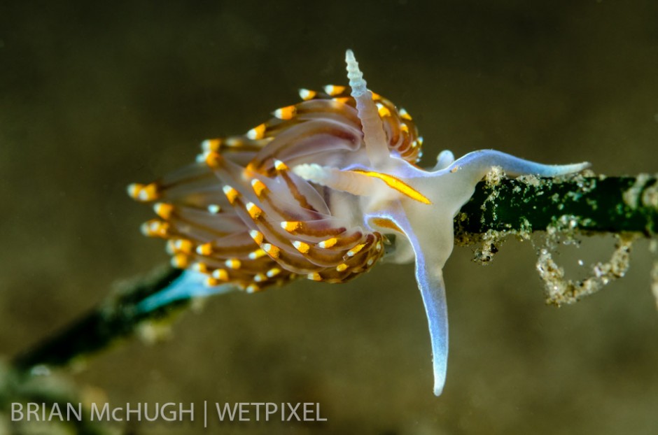 *Hermissenda crassicornis* at La Jolla Shores, California