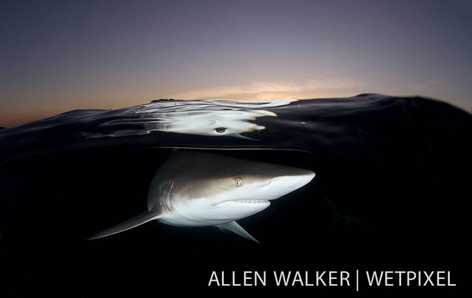 Black tip at dusk