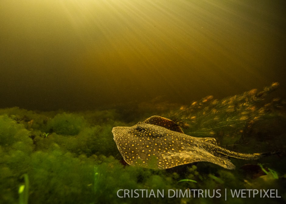 Freshwater stingray in Pantanal waters.