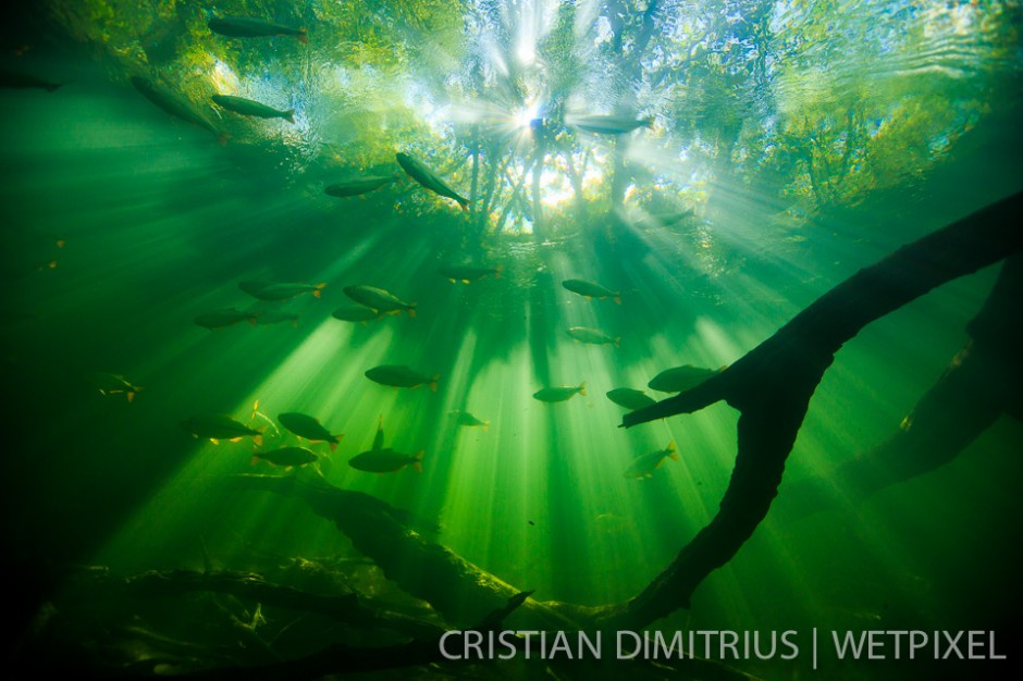 Fish swimming in the flooded forest.