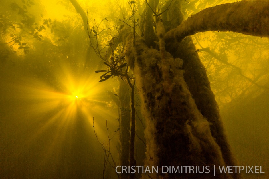 Sunburst through the flooded forest.