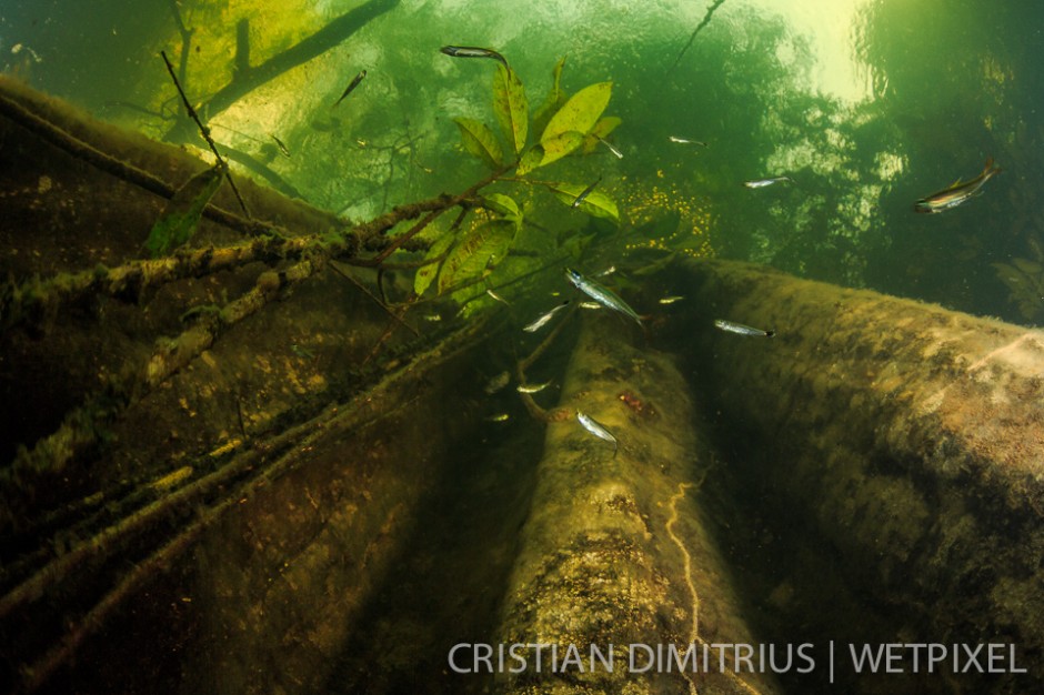 Fishes among the trees.