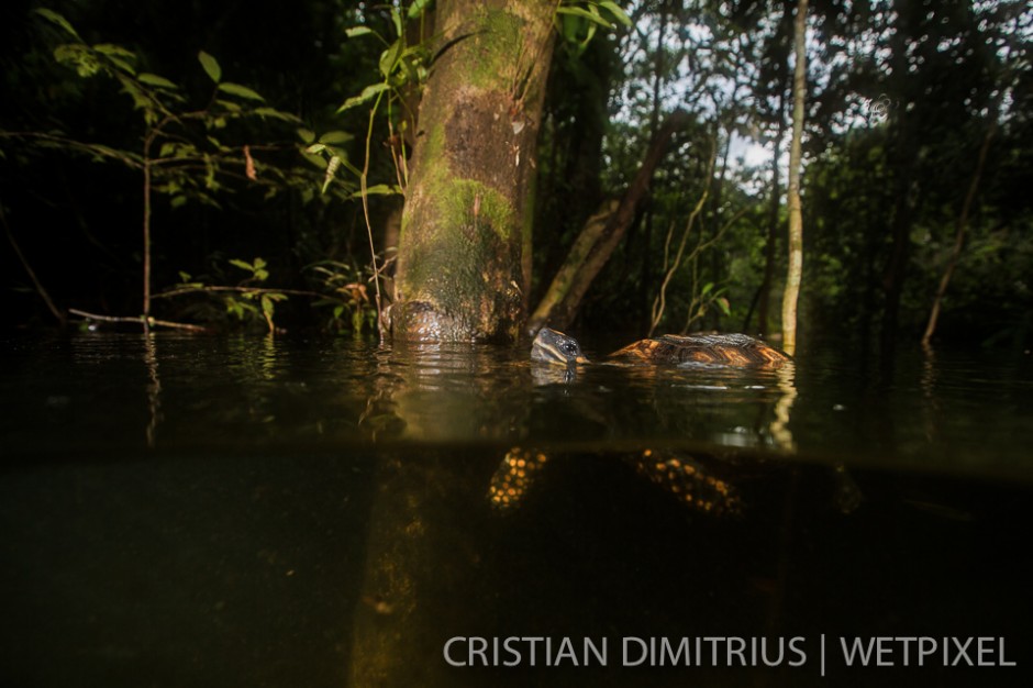 A tortoise trying to find its way to dry land.