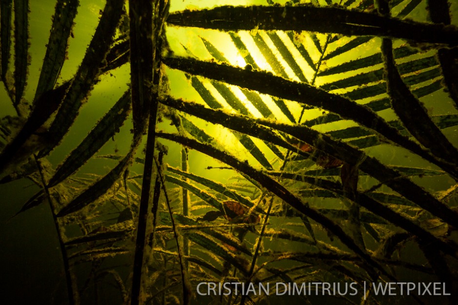 Sunburst through the palms