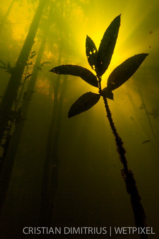 Plants survive during the flooded season.