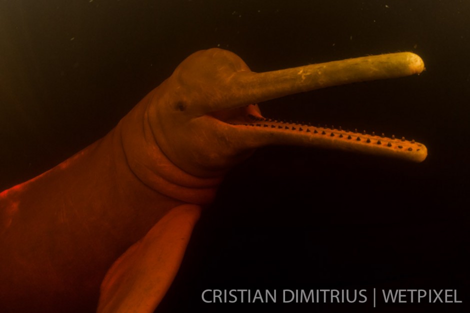 Amazon river dolphin.