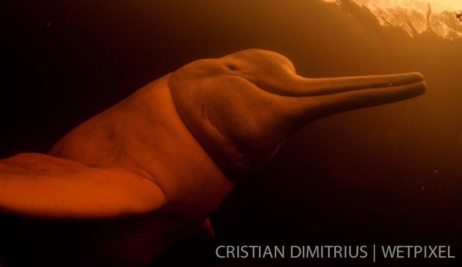 Amazon river dolphin.