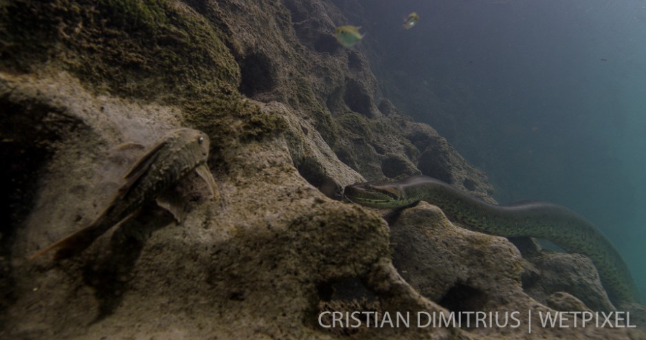 Anaconda searching for food.