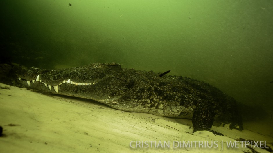 Nile crocodile.