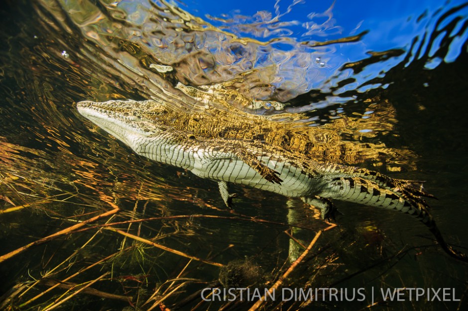 Baby nile crocodile hiding in branches.