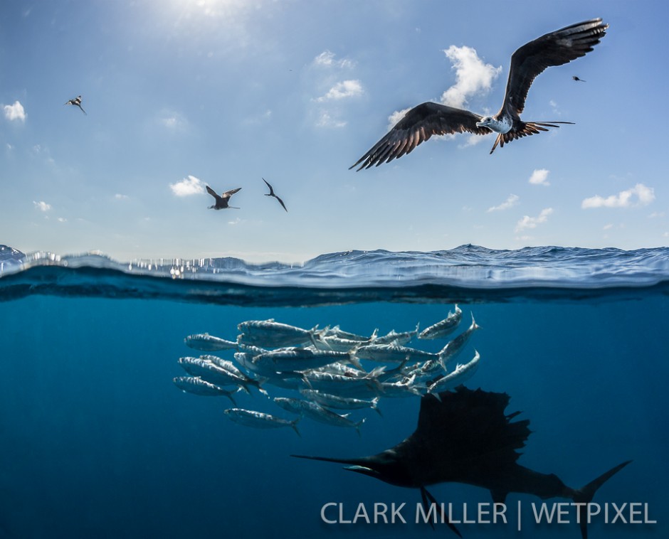 Atlantic Sailfish - *Istiophoris albicans*.