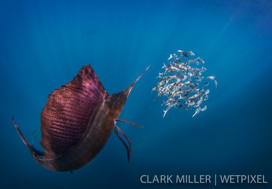 Atlantic Sailfish - *Istiophoris albicans*.