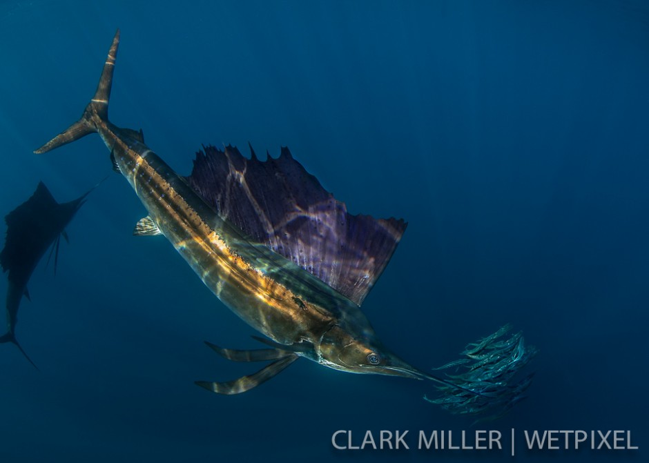 Atlantic Sailfish - *Istiophoris albicans*.