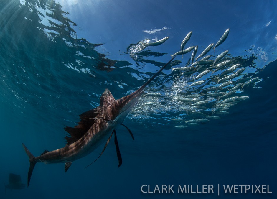 Atlantic Sailfish - *Istiophoris albicans*.