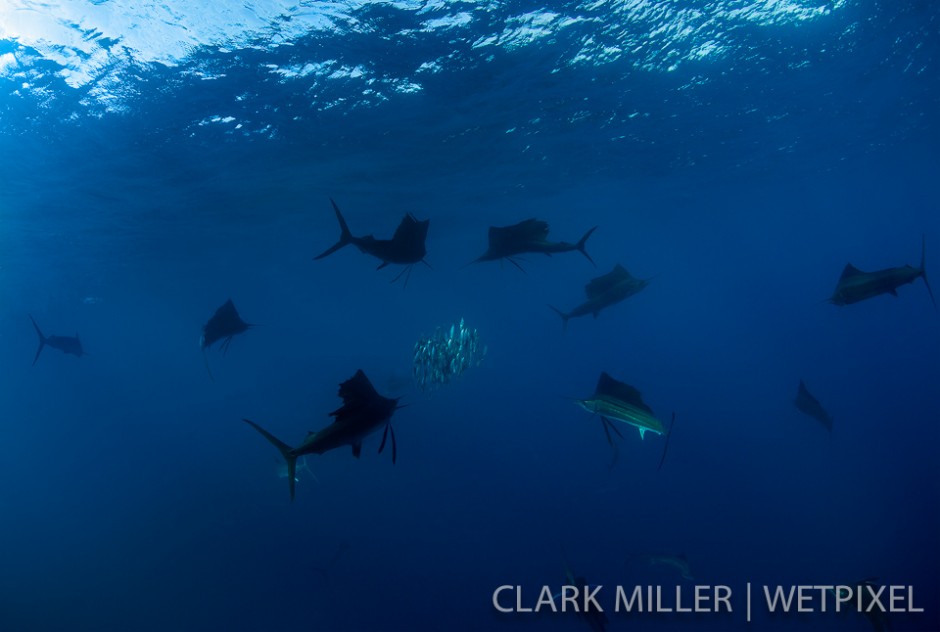 Atlantic Sailfish - *Istiophoris albicans*.