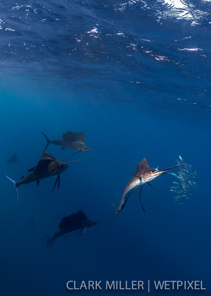 Atlantic Sailfish - *Istiophoris albicans*.