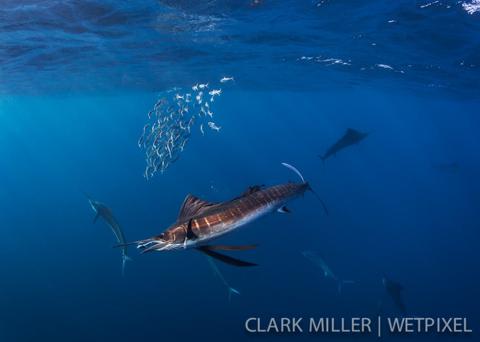 Atlantic Sailfish - *Istiophoris albicans*.