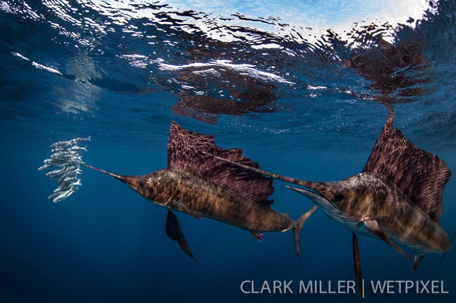 Atlantic Sailfish - *Istiophoris albicans*.