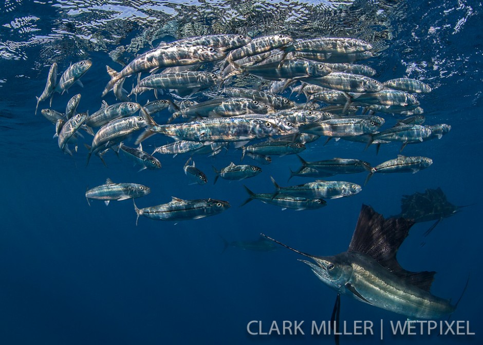 Atlantic Sailfish - *Istiophoris albicans*.