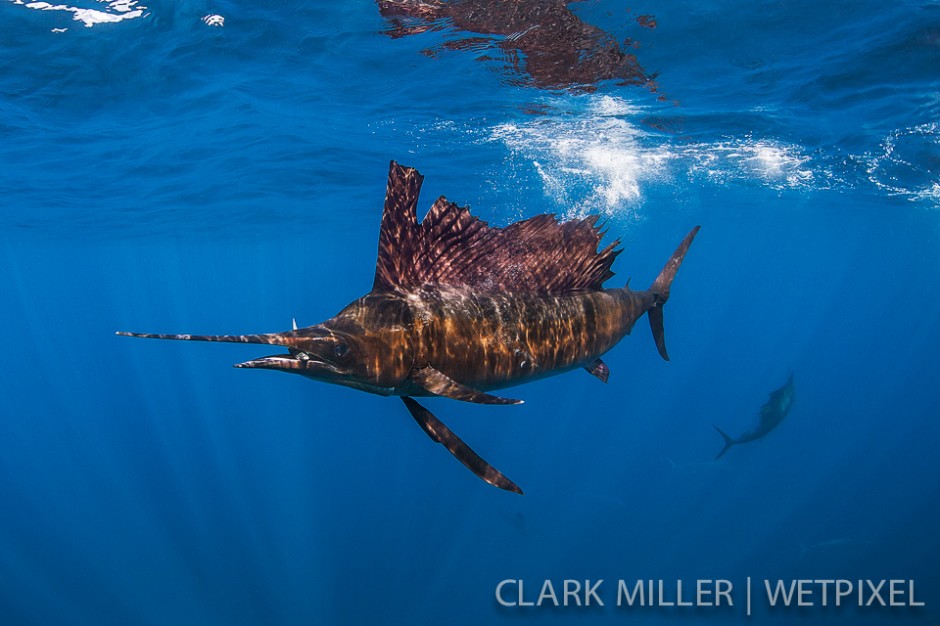 Atlantic Sailfish - *Istiophoris albicans*.