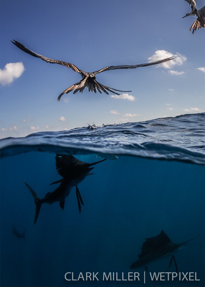 Atlantic Sailfish - *Istiophoris albicans*.