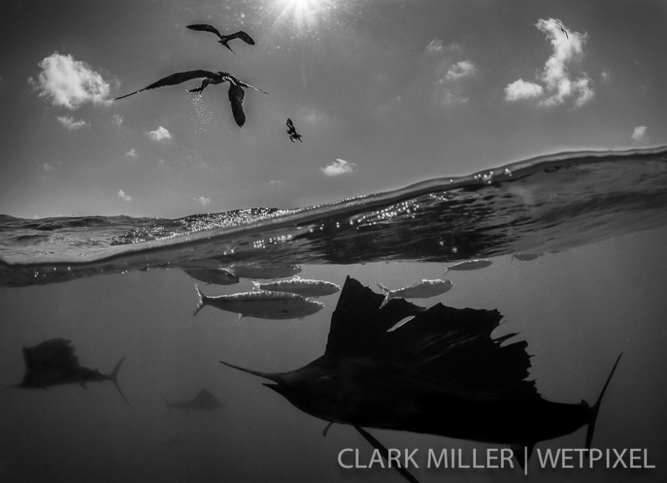 Atlantic Sailfish - *Istiophoris albicans*.