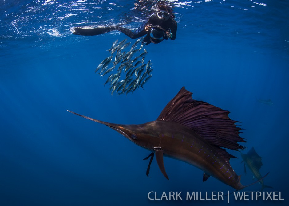 Atlantic Sailfish - *Istiophoris albicans*.