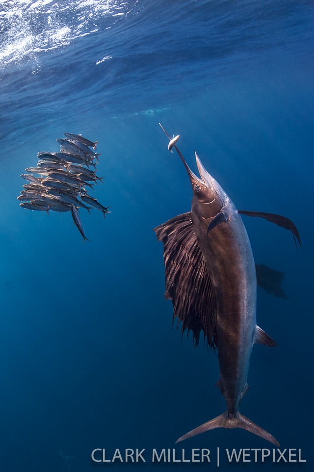 Atlantic Sailfish - *Istiophoris albicans*.