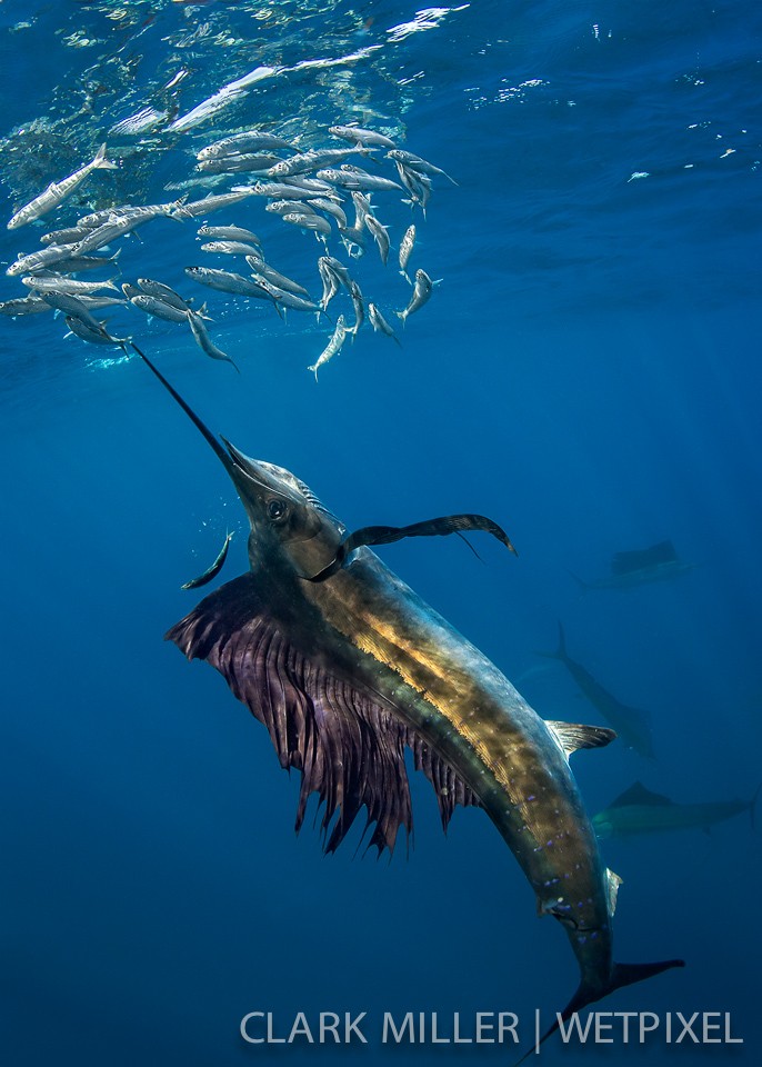 Atlantic Sailfish - *Istiophoris albicans*.