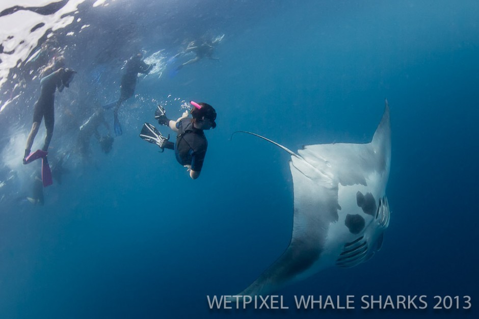 Zac Polmanteer: 14 year old Riley Polmanteer swims down to get a closer view of a manta feeding.