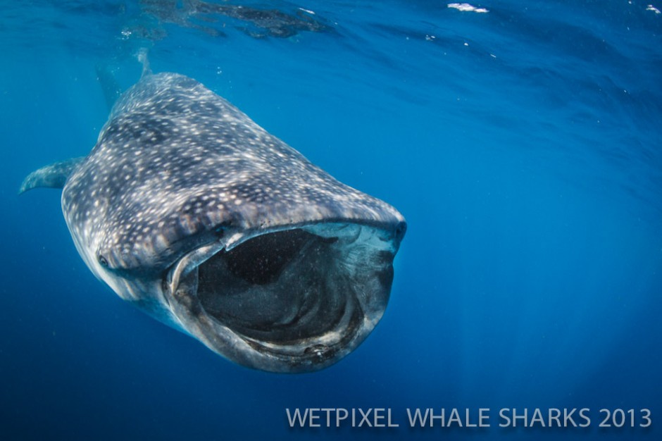 First underwater shot ever by Zac Polmanteer, 18-year old lifeguard and water polo player from Long Beach, CA.