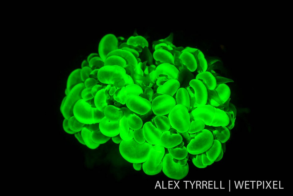 Bubble coral (*Physogyra lechtensteini*).