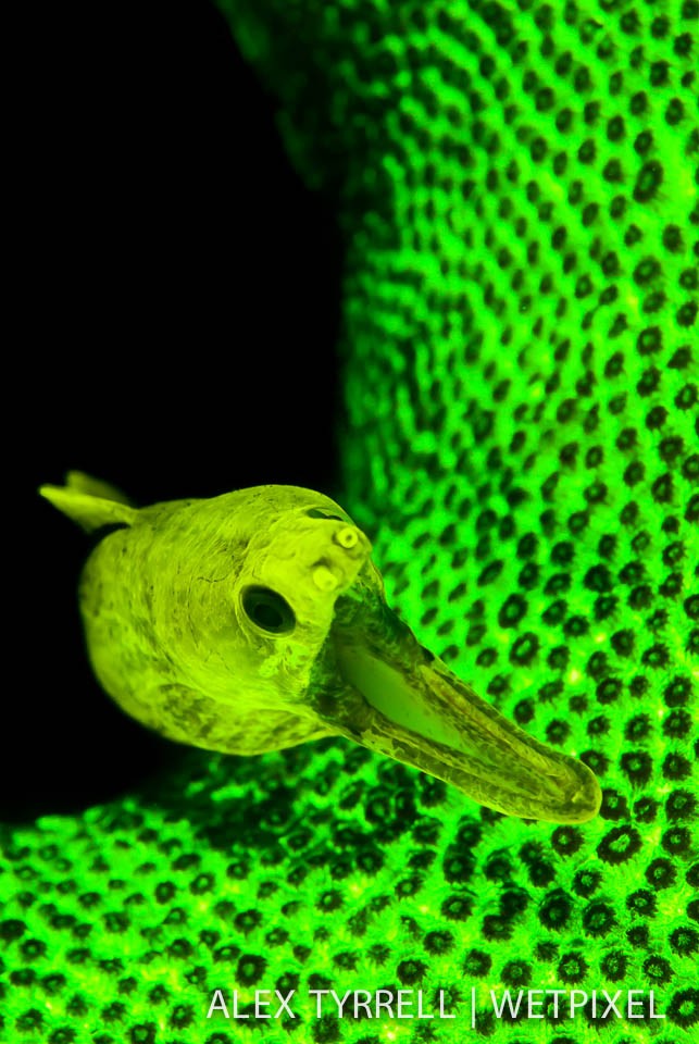 Fimbriated moray (*Gymnothorax fimbriatus*). (2).