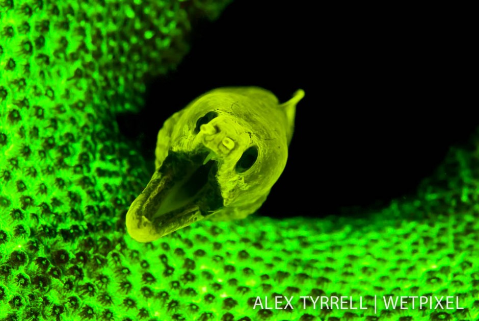 Fimbriated moray (*Gymnothorax fimbriatus*). (1).