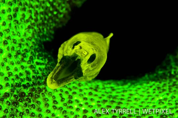 Fimbriated moray (gymnothorax fimbriatus)