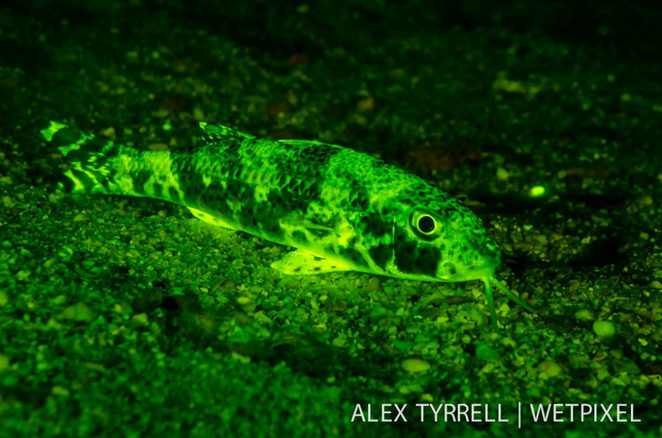 Freckled goatfish (*Upeneus tragula*).