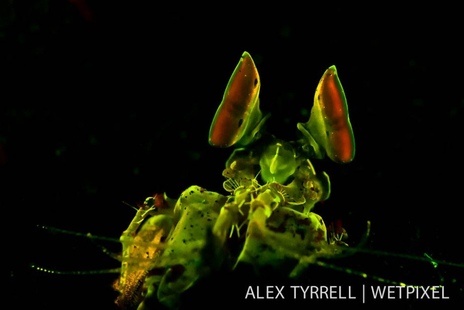 Golden mantis shrimp (*Lysiosquilloides mapia*).