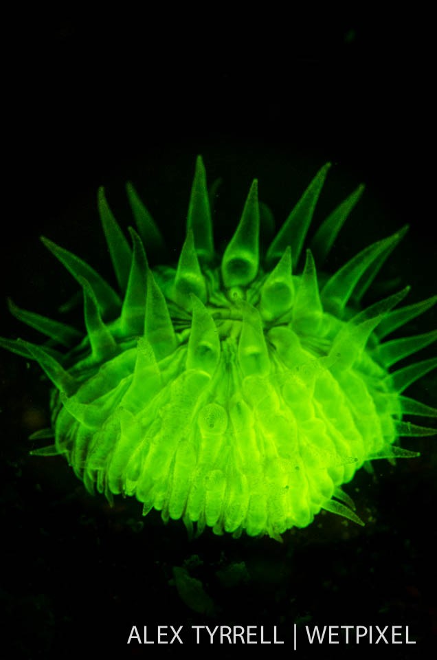 Mushroom coral (*Fungia concinna*).