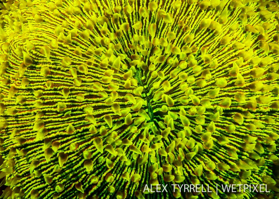 Mushroom coral (*Fungia fralinae*).