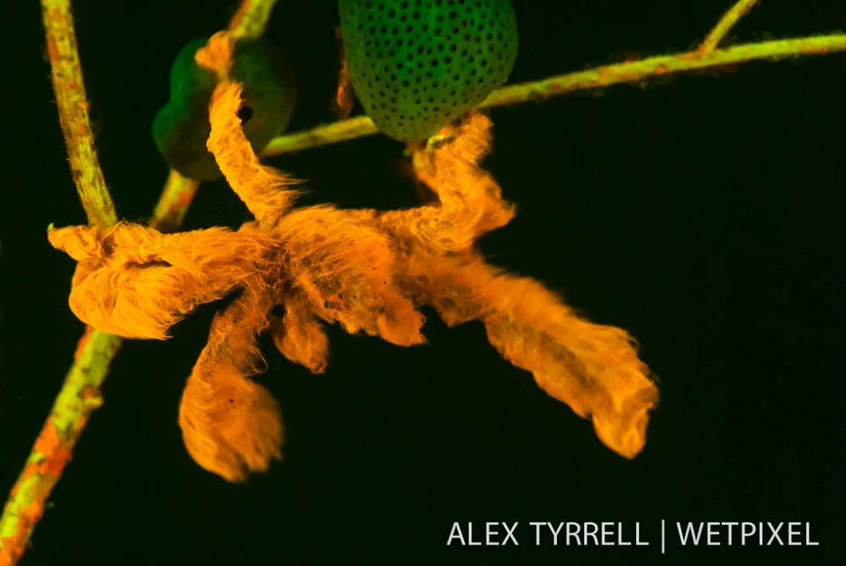 Orangutan crab (*Achaeus japonicus*).