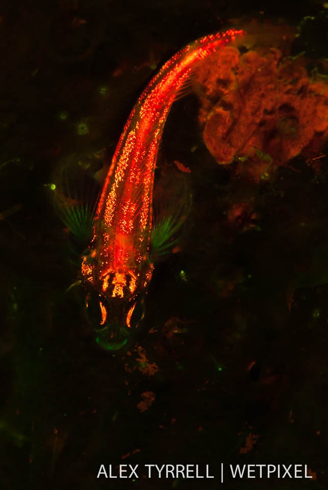 Striped triplefin (*Helcogramma striata*).