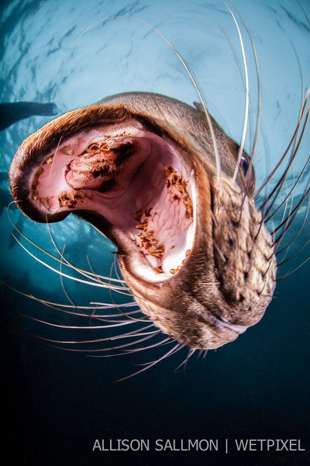 California sea lion (*Zalophus californianus*)